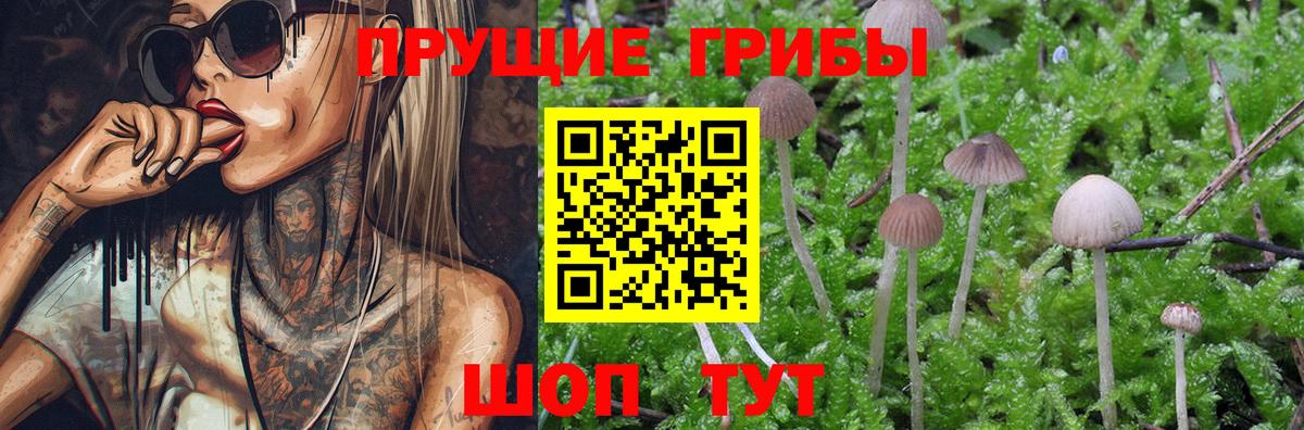 Тара  даркнет сайт  Вход с VPN  Галлюциногенные грибы Psilocybe 
